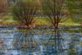 015_Biebrza - kwiecien 2010